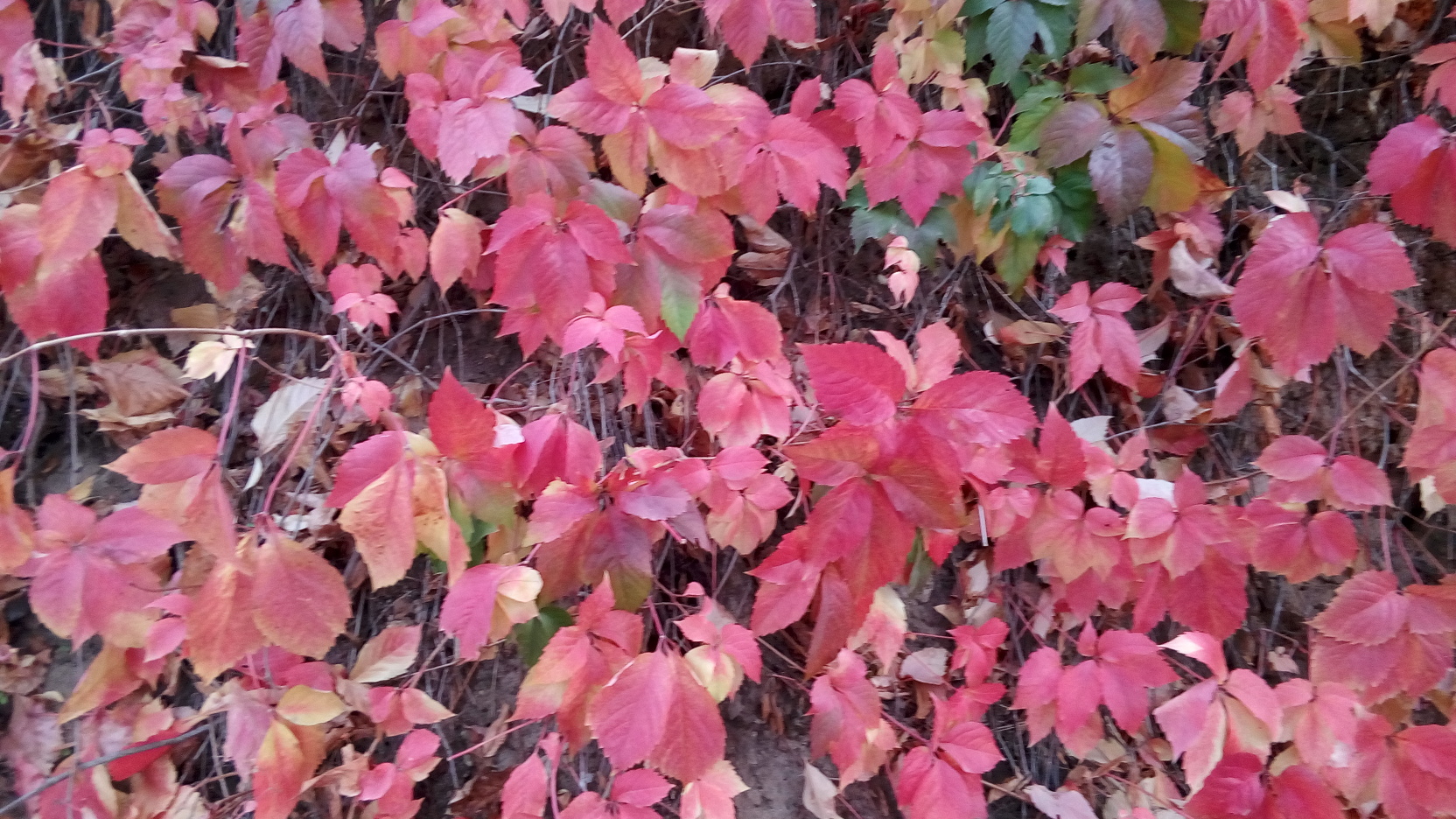 Red coloured leaves.