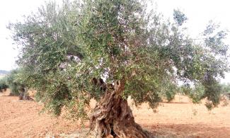 Ancient olive tree.